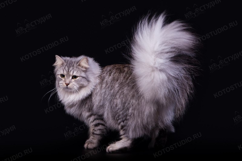 Сибирская кошка палевая