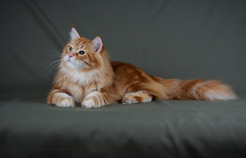 Сибирская кошка палевая