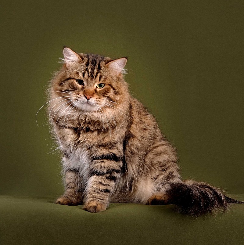 Сибирский кот мраморного окраса
