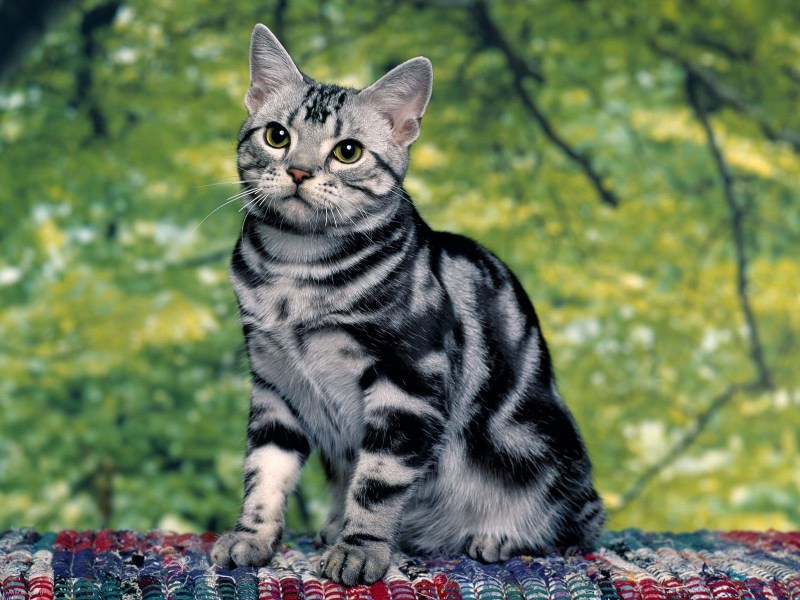 Сибирская кошка