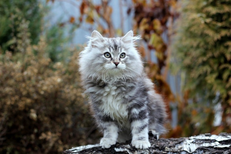 Сибирский серебристый кот