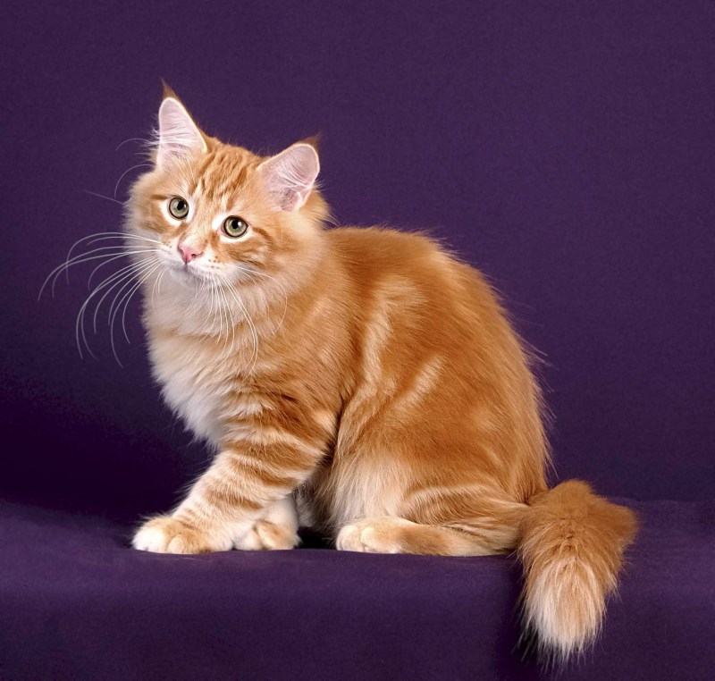 Мраморные Сибирские котята