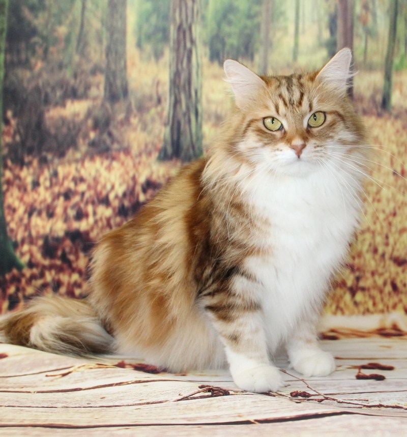 Красный мраморный Сибирский кот