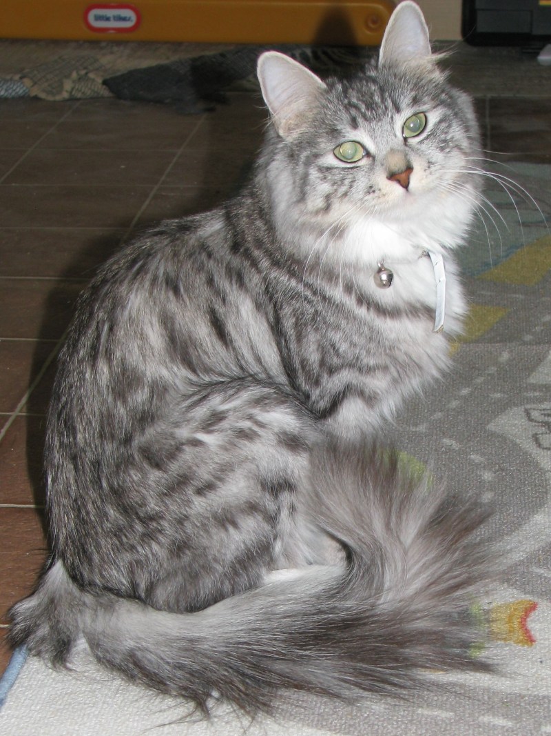 Сибирская кошка табби Браун