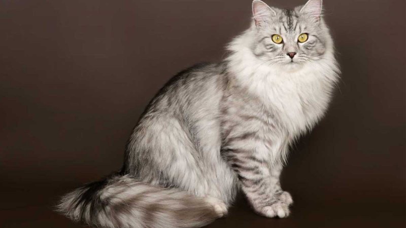 Сибирская мраморная кошка короткошерстная