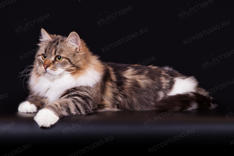 Сибирский кот окрас
