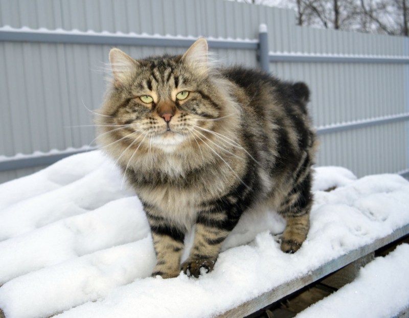 Сибирская кошка мраморный табби