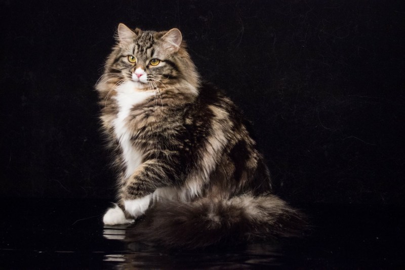 Скоттиш страйт мраморная черепаха