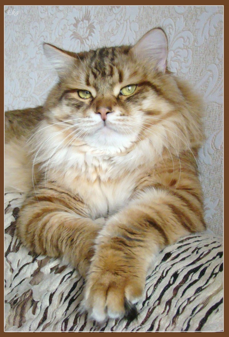 Дикая Норвежская Лесная кошка