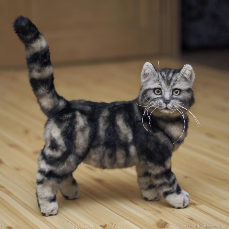 Сибирский мраморный кот