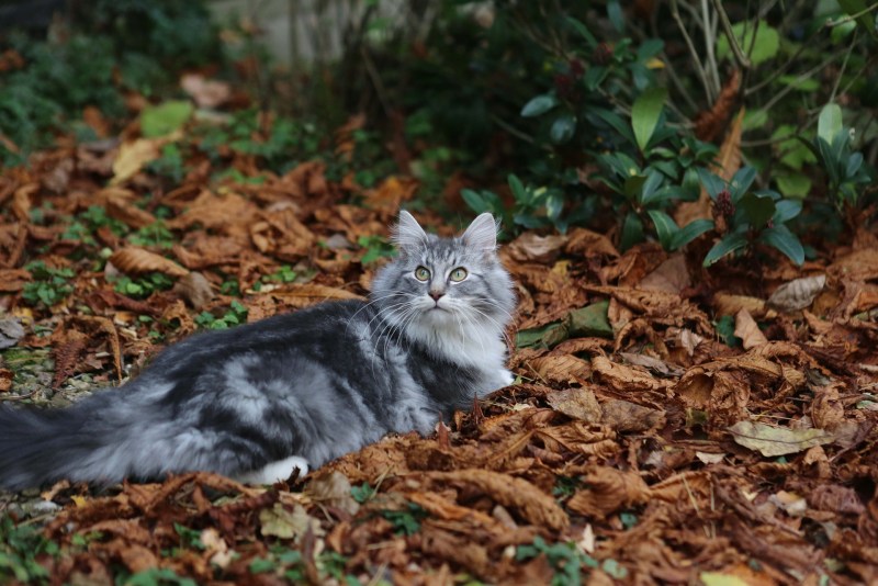 Сибирский кот красный мрамор