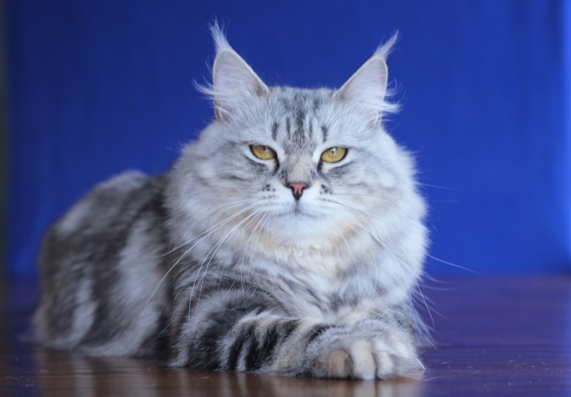 Сибирская кошка серебристая