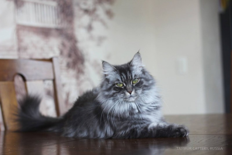 Норвежский Лесной кот серый