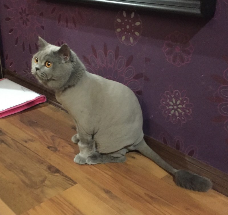 Гигиеническая стрижка кота
