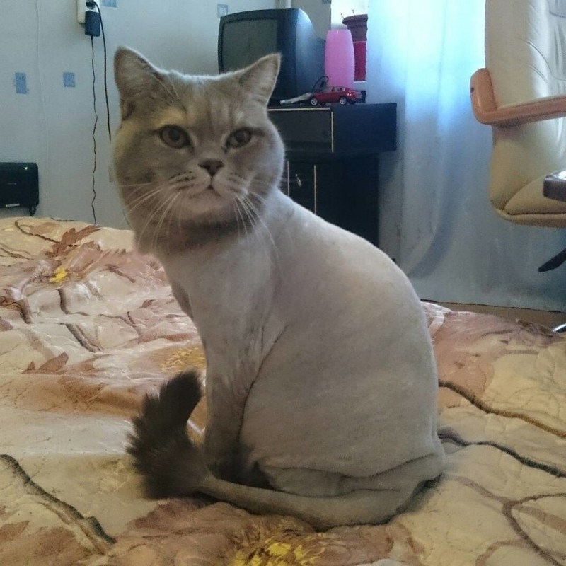 Стрижка кошек Волгоград