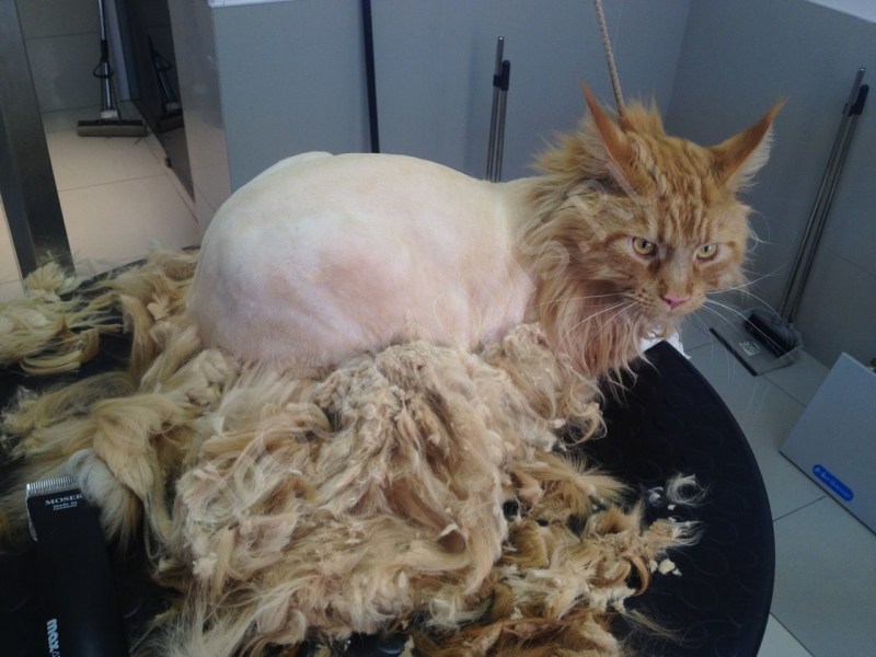 Коты после стрижки