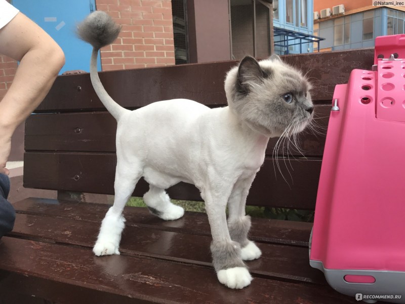 Кот парикмахерская