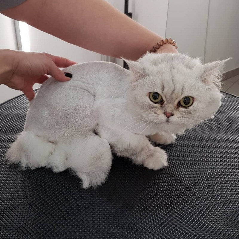 Стриженный шотландский кот