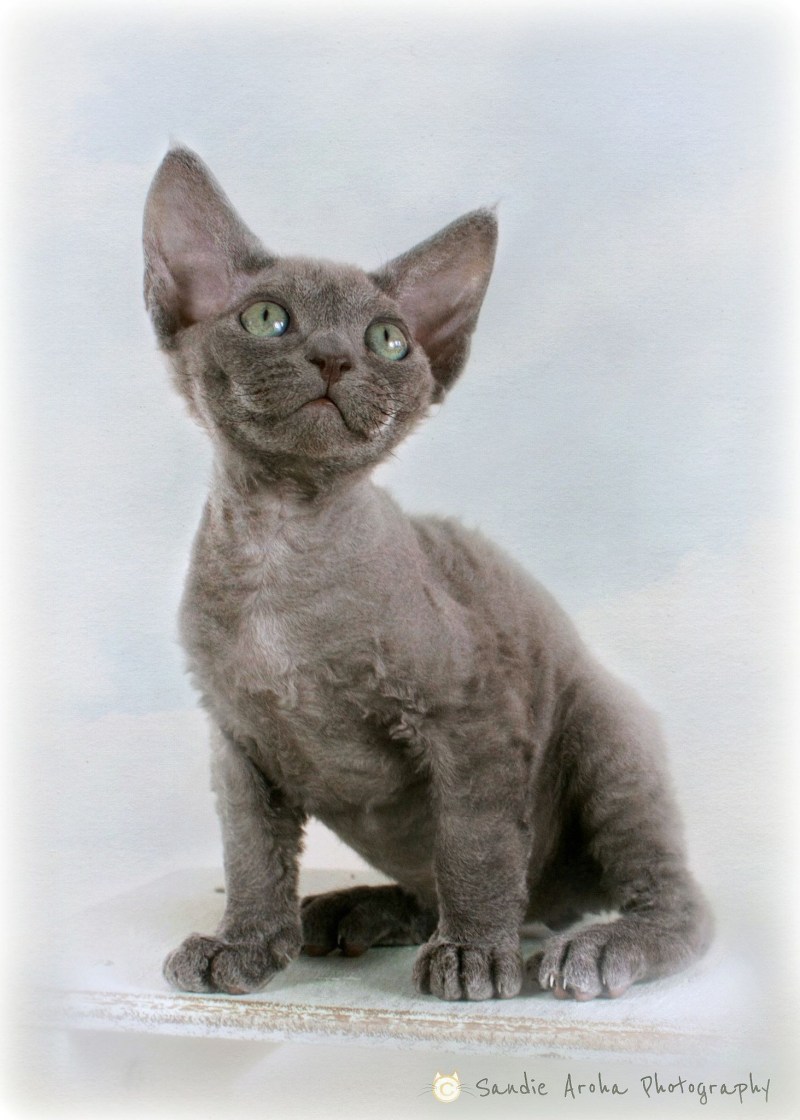 Devon Rex с хозяином