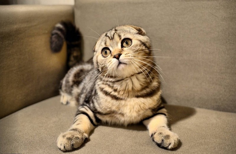 Скоттиш-фолд Шотландская