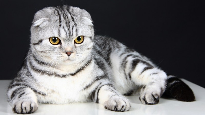 Скоттиш фолд британец вислоухий