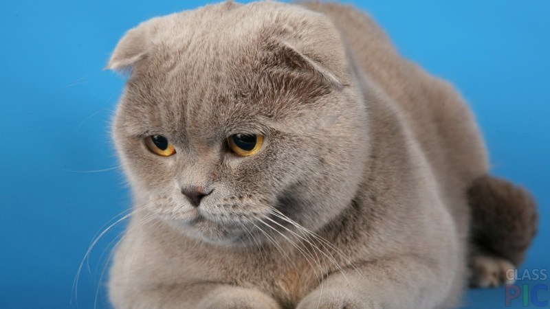 Вислоухие котята шотландцы