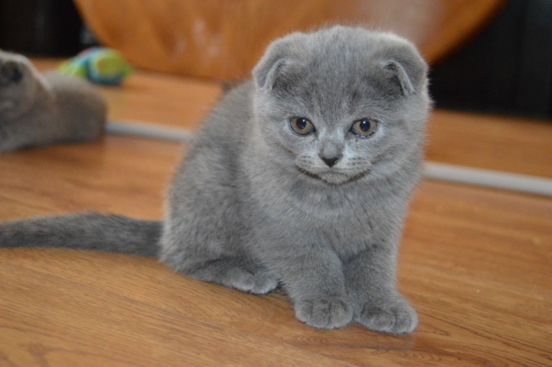 Шотландская вислоухая скотишфолд