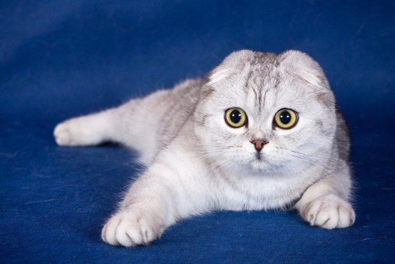 Скоттиш-фолд Шотландская вислоухая кошка