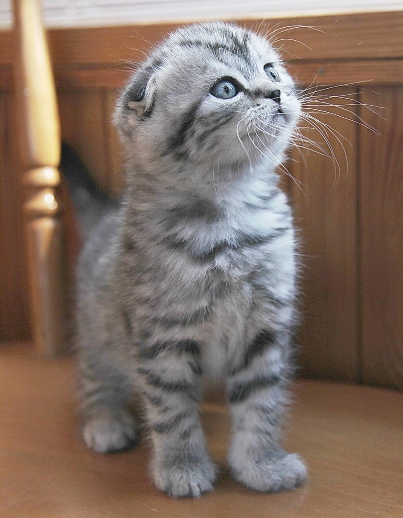 Скоттиш фолд
