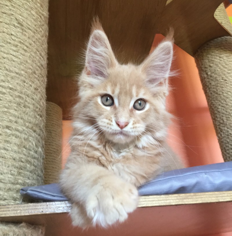 Коты персикового окраса