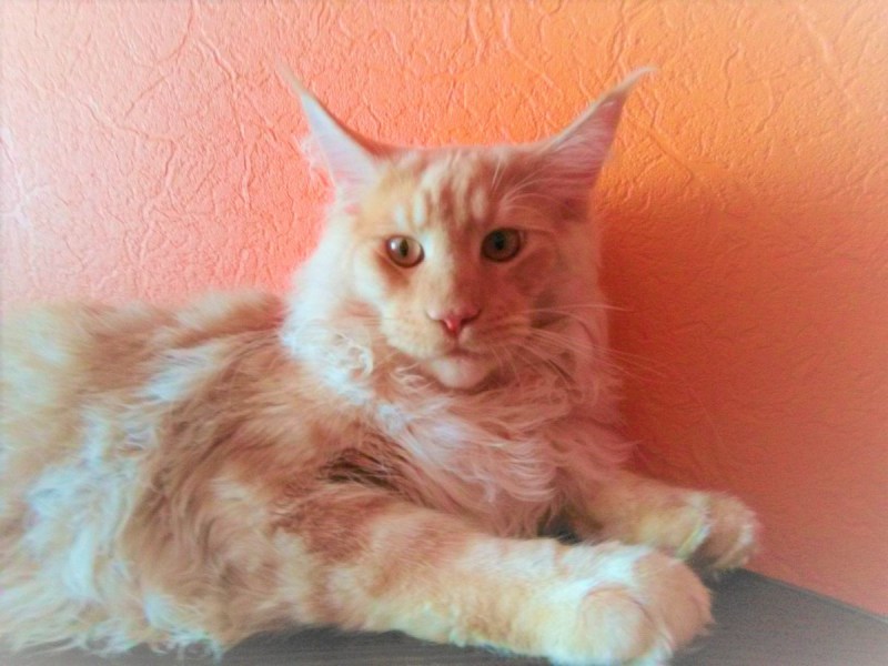 Кошка кофейного кремового окраса vtqy Rey