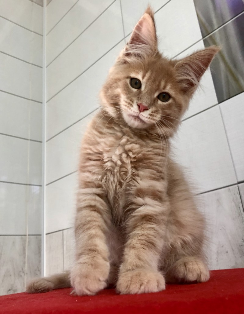 Персиковые котята мейкуна