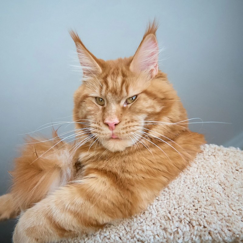 Котята Мейн кун с короткой шерстью