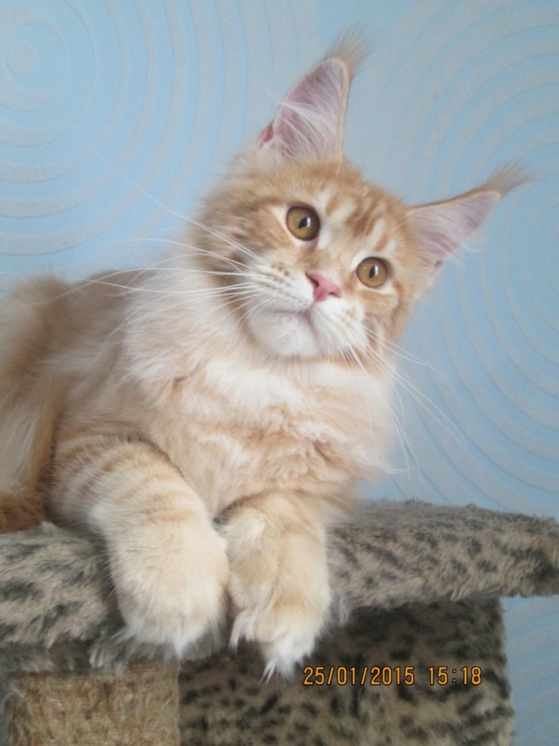 Рыжий кремовый котенок