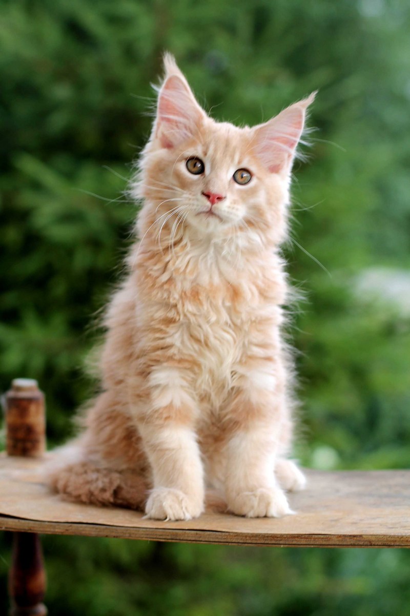 Кот Мейн кун кремовый