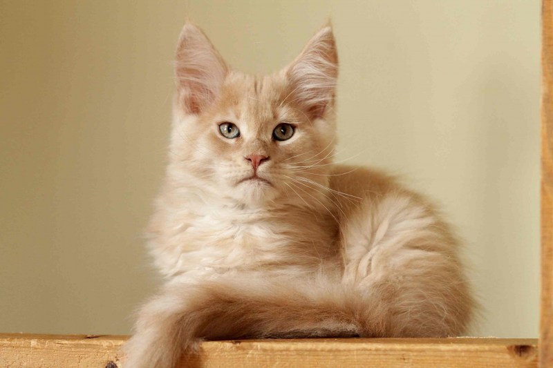 Котята Мейн кун бежевые