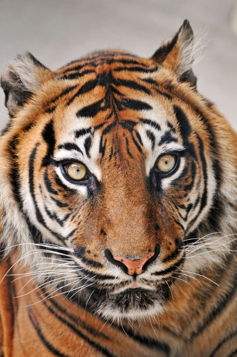 Tiger Stripe Camo pattern