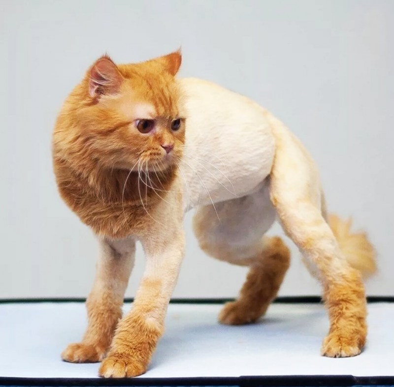 Стрижка кота