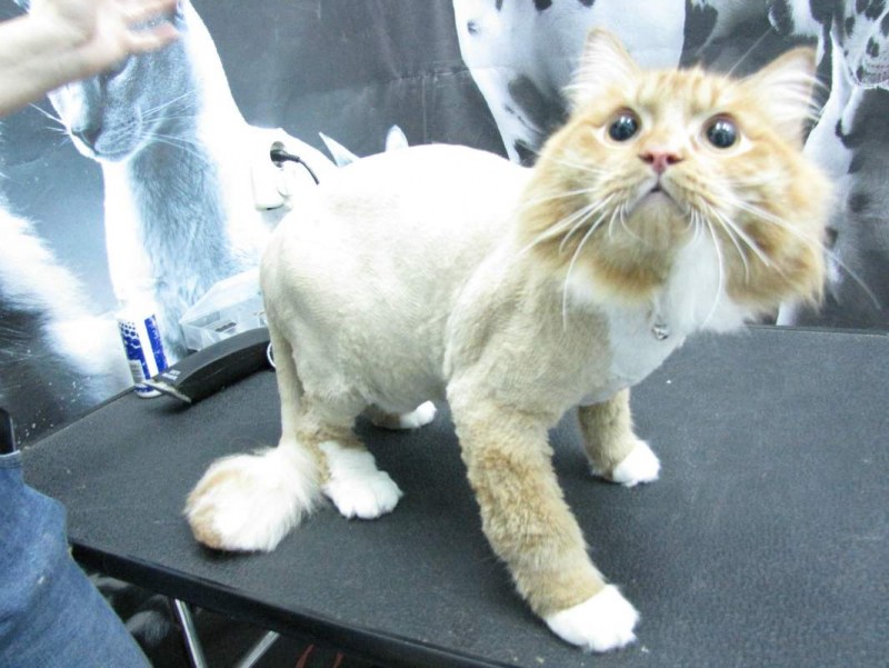 Стрижка кошек