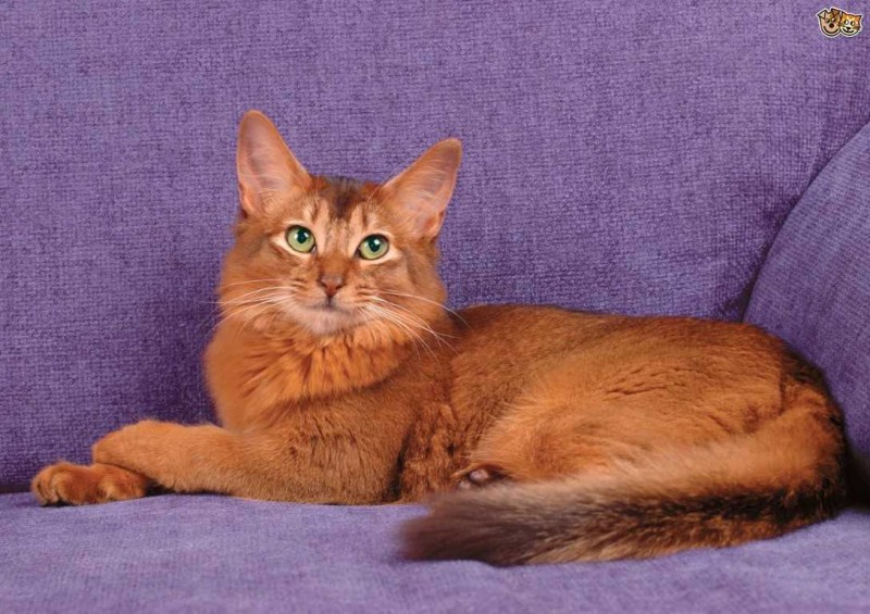 Абиссинская и Сомалийская кошка