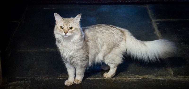 Сомалийская кошка голубого окраса