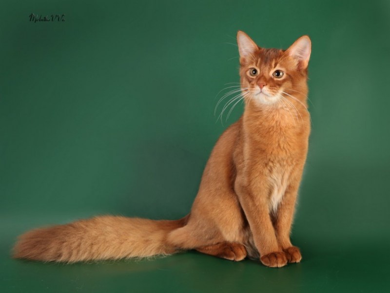 Сомалийская кошка Сорель