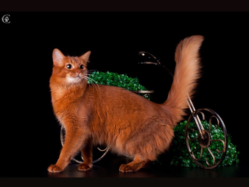 Сомалийская кошка