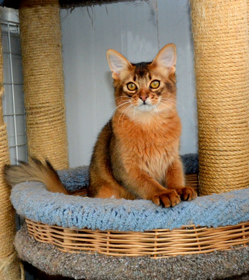 Кошка породы которая любит людей