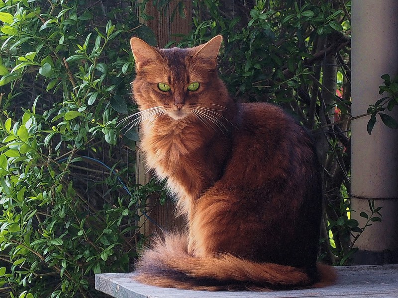 Сомалийская кошка