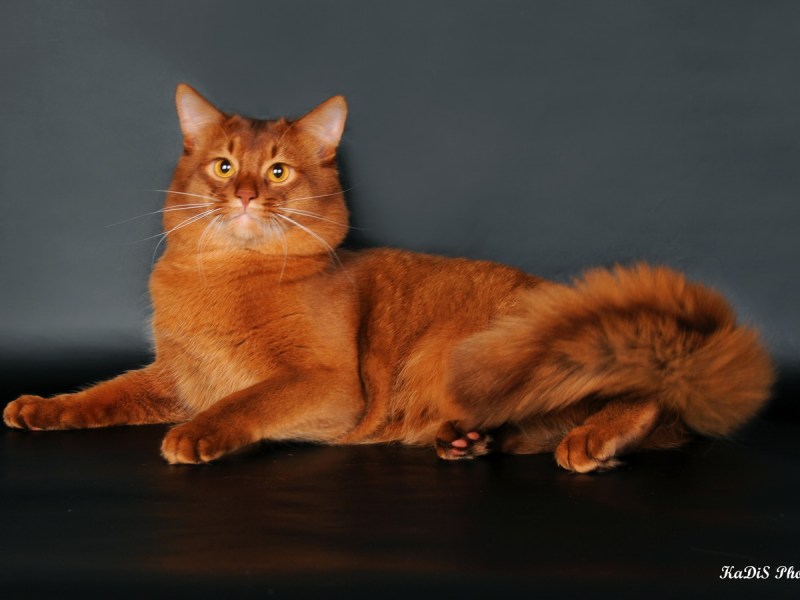 Сомалийская кошка соррель