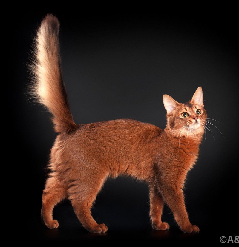 Абиссинская и Сомалийская кошка