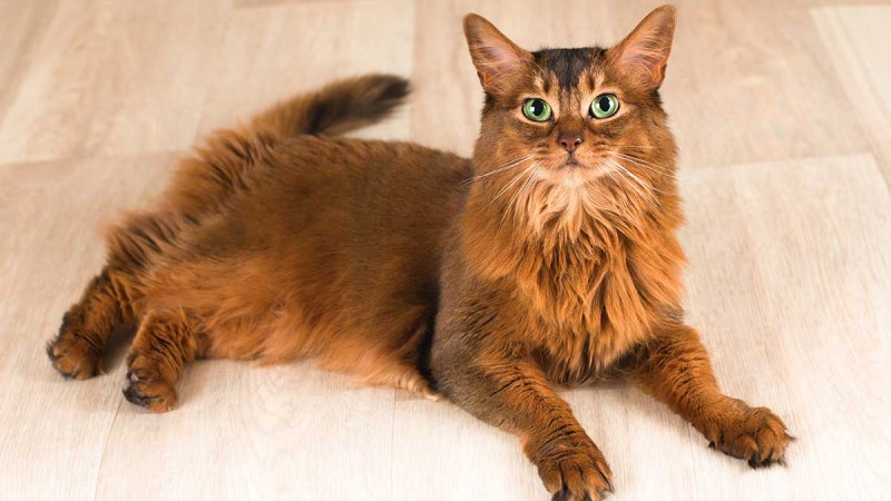 Котенок Сомали купить