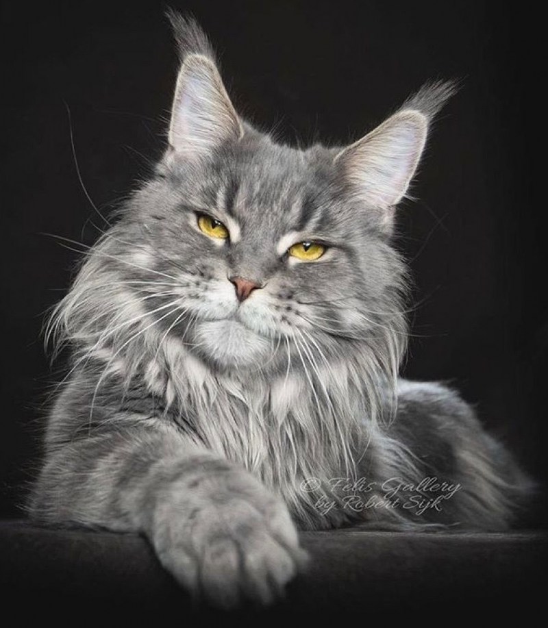 Мейн кун Robert Sijka