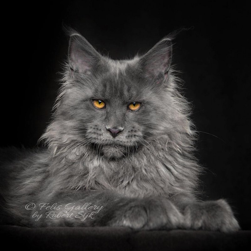 Кошка Мейн кун серая
